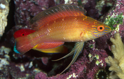 Pylei Fairy Wrasse: Male
