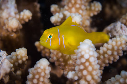 Citron Clown Goby