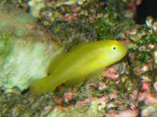 Green Clown Goby