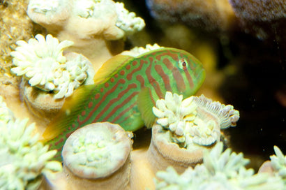 Green War Paint Clown Goby