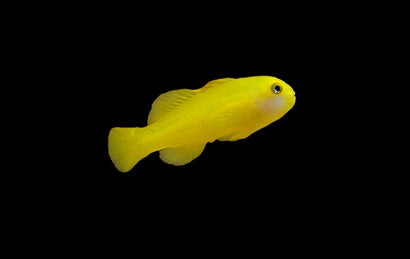 Clown Goby