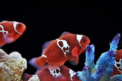 Captive Bred & Tank Raised Fish