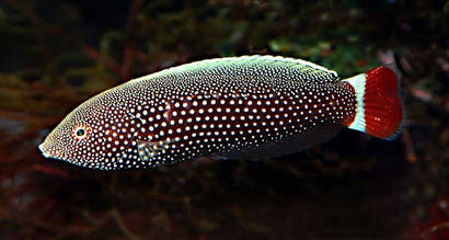 Clownhead Wrasse