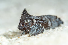 Cockatoo Waspfish