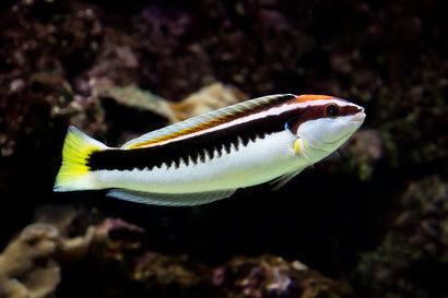 Comb Wrasse