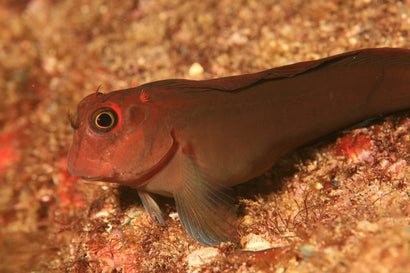 Combtooth Blenny