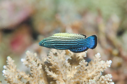 Comet Wrasse