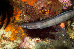 Conger Eel