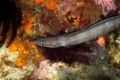 Conger Eel