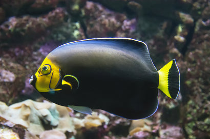 Conspicillatus Angel