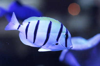 Convict Tang