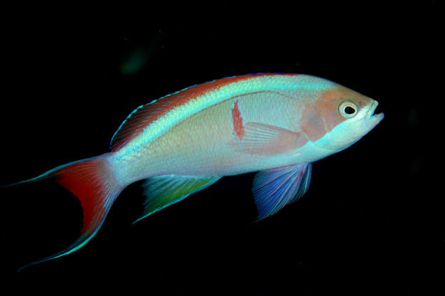Coopers Anthias: Male