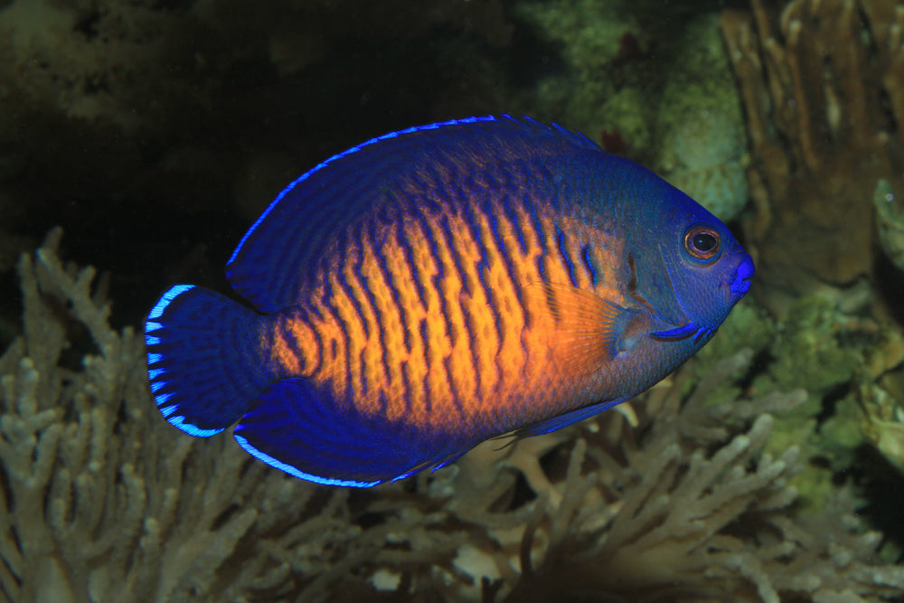 Coral beauty deals angelfish care