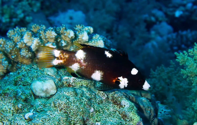 Coral Hogfish: Juvenile