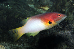 Coral Hogfish