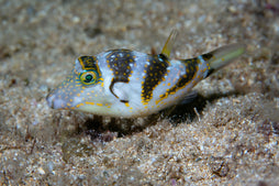 Coronata Puffer