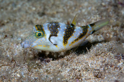 Coronata Puffer