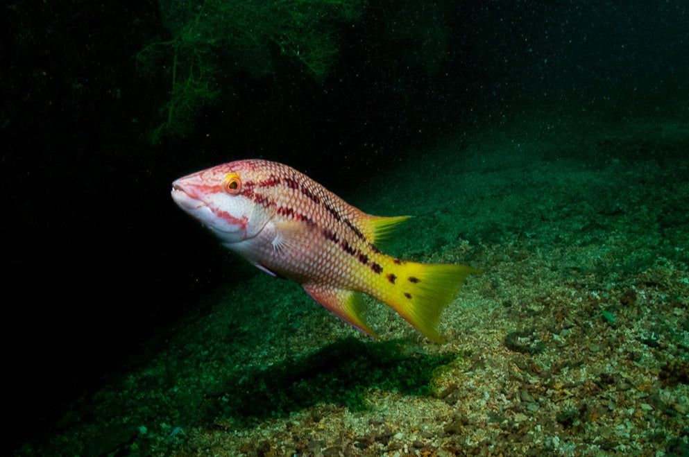 Costa Rica Hogfish