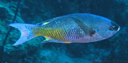 Creole Wrasse: Juvenile