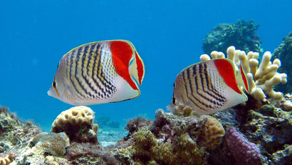 Pearlscale Butterfly; Red Sea