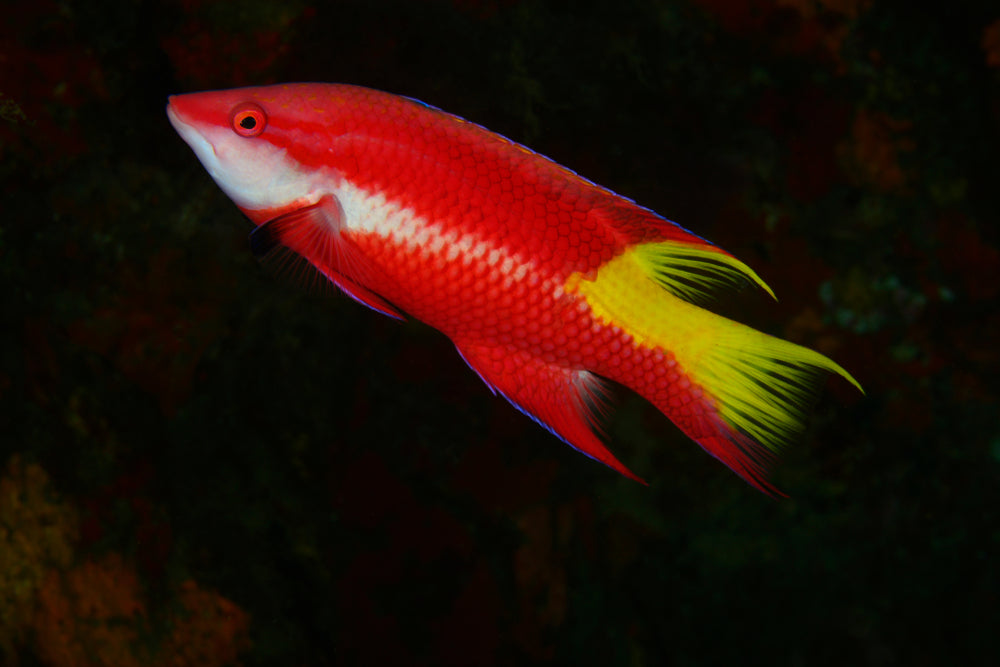 Cuban Fish Types Cuban Hogfish – Sea Dwelling Creatures