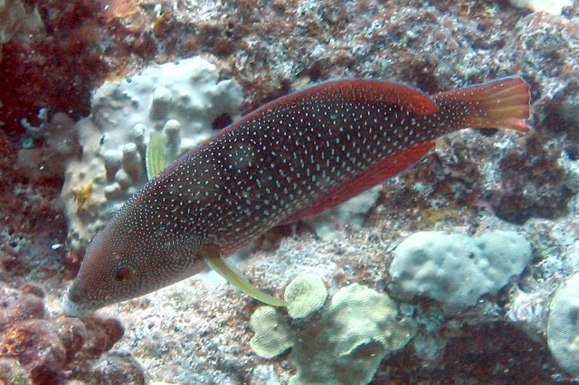 Cuvier's Wrasse