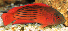 Dampiera Pseudochromis