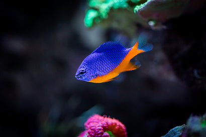 Damselfish