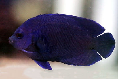 Debs (Blue Velvet) Angel