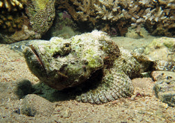 Devil Scorpionfish