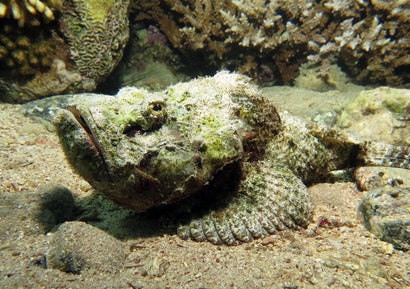 Devil Scorpionfish