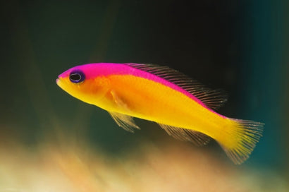 Diadema Pseudochromis