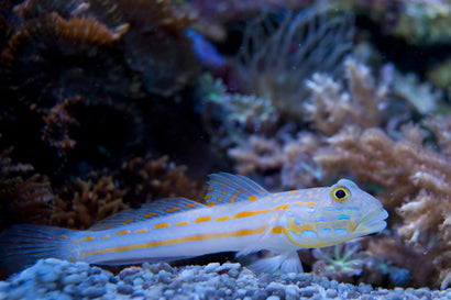 Diamond Goby