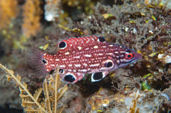 Diana's Hogfish