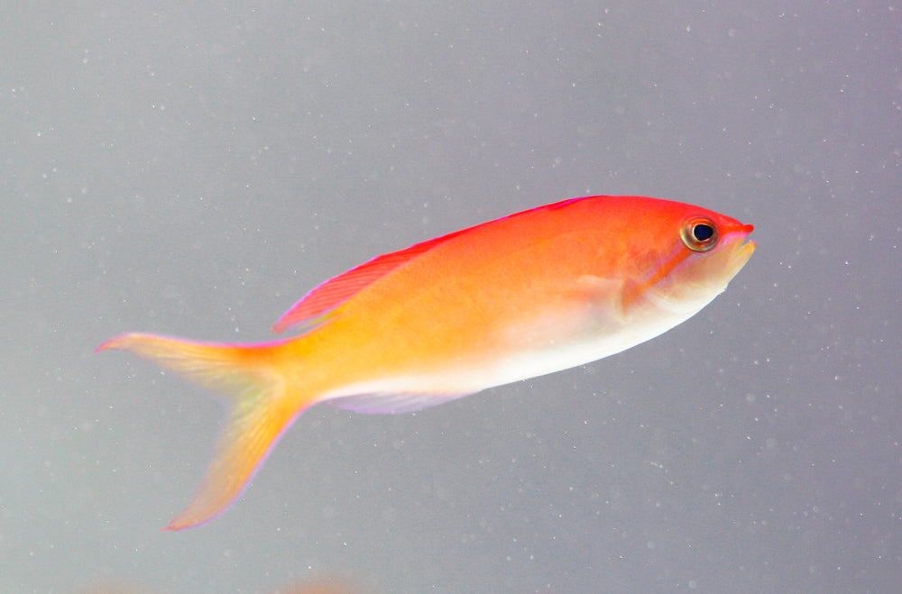 Dispar sales anthias care