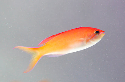 Dispar Anthias: Female