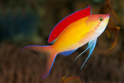 Dispar Anthias: Male