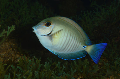 Doctorfish