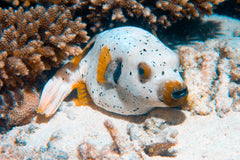 Dogface Puffer: Dalmation