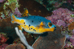 Dogface Puffer: Yellow Belly