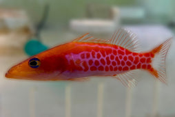 Dr. Seuss Soapfish (Rare)