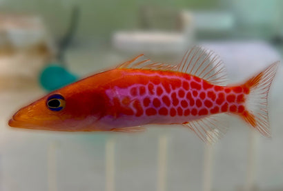 Dr. Seuss Soapfish (Rare)