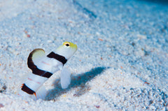 Dracula Goby