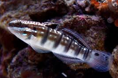 Dragon Goby