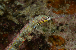 Dragon Pipefish
