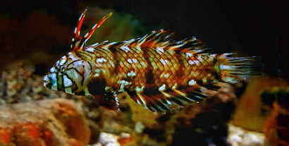 Dragon Wrasse: Juvenile