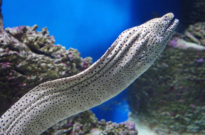 Dragon Eel: Female