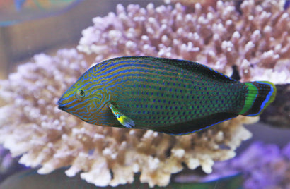 Dusky Wrasse