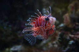Fuzzy Dwarf Lionfish