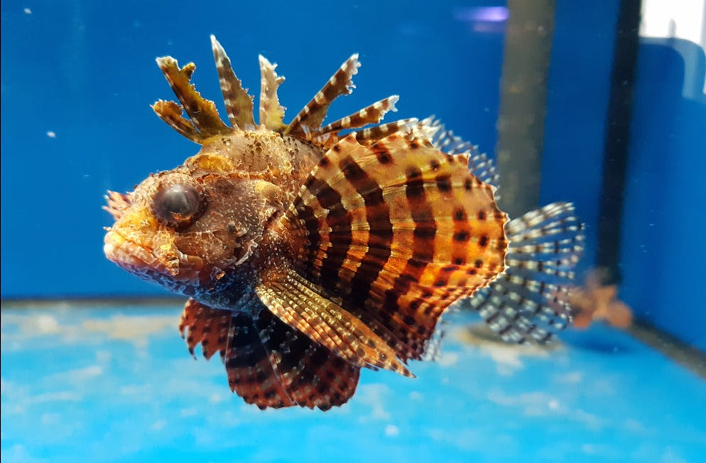 Dwarf Lionfish: Red or Yellow